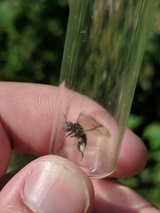 Andrena virginiana