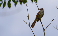 Myiarchus yucatanensis