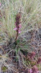 Pedicularis mexicana