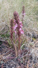 Pedicularis mexicana