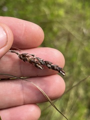 Carex formosa