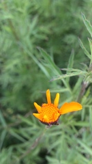 Dyssodia tagetiflora