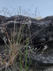 Physaria ovalifolia alba