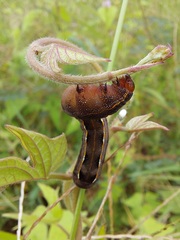 Spodoptera cosmioides