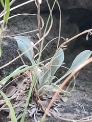 Physaria ovalifolia alba