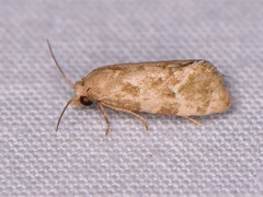 Platphalonidia magdalenae