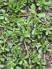 Portulaca oleracea