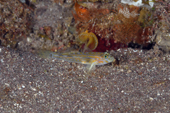 Coryphopterus eidolon