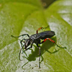 Episyron conterminus cressoni