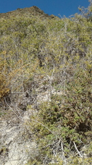 Nitraria billardierei