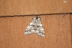 Panthea virginarius