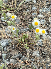 Erigeron annuus