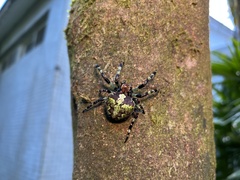 Araneus seminiger