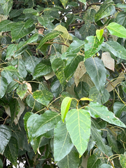 Populus trichocarpa