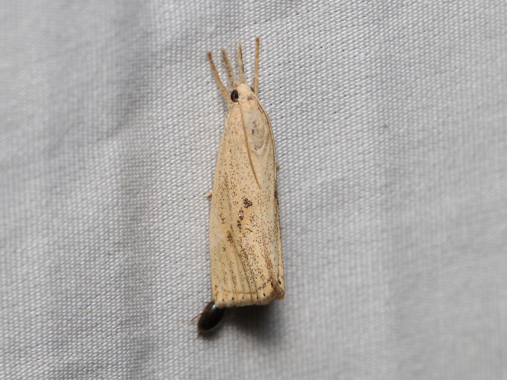Rice Stalk Borer Moth