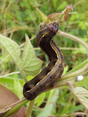 Spodoptera cosmioides