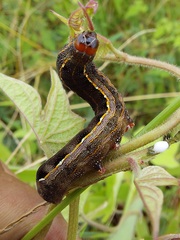 Spodoptera cosmioides