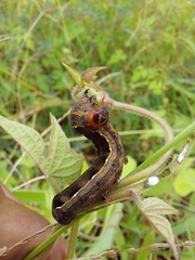 Spodoptera cosmioides