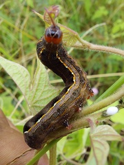 Spodoptera cosmioides