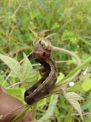 Spodoptera cosmioides