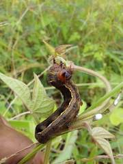 Spodoptera cosmioides