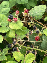 Rubus bifrons