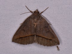 Argyrostrotis flavistriaria