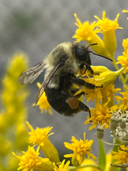 Bombus impatiens