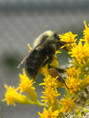 Bombus impatiens