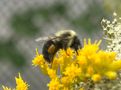 Bombus impatiens