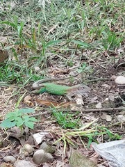 Ameiva