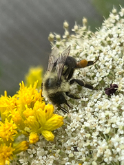Bombus impatiens