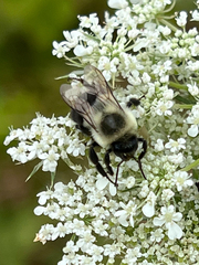 Bombus impatiens