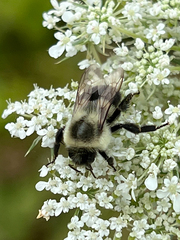Bombus impatiens