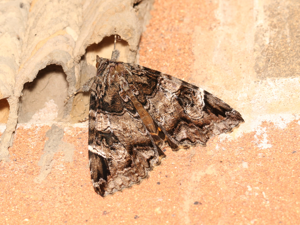 Locust Underwing