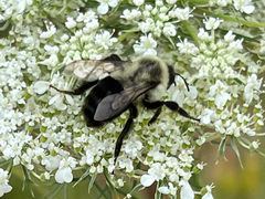 Bombus impatiens