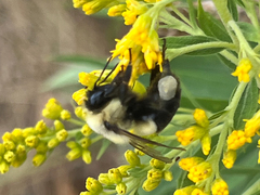 Bombus impatiens