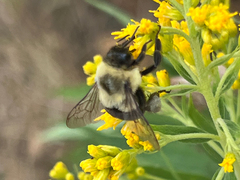 Bombus impatiens