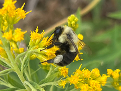 Bombus impatiens
