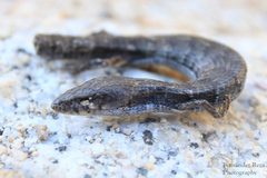 Elgaria paucicarinata