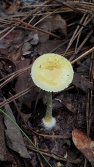 Amanita levistriata