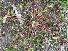 Portulaca oleracea