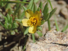 Portulaca halimoides
