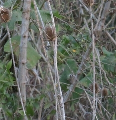 Phylloscartes ventralis