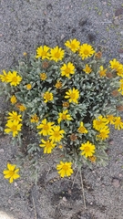 Senecio procumbens