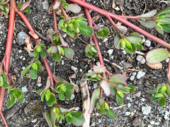 Portulaca oleracea