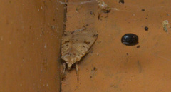 Diarsia esurialis