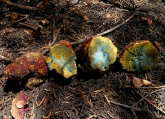 Gastroboletus amyloideus