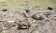 Trachemys grayi