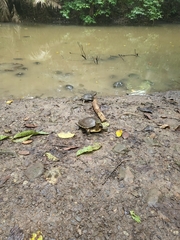 Trachemys grayi